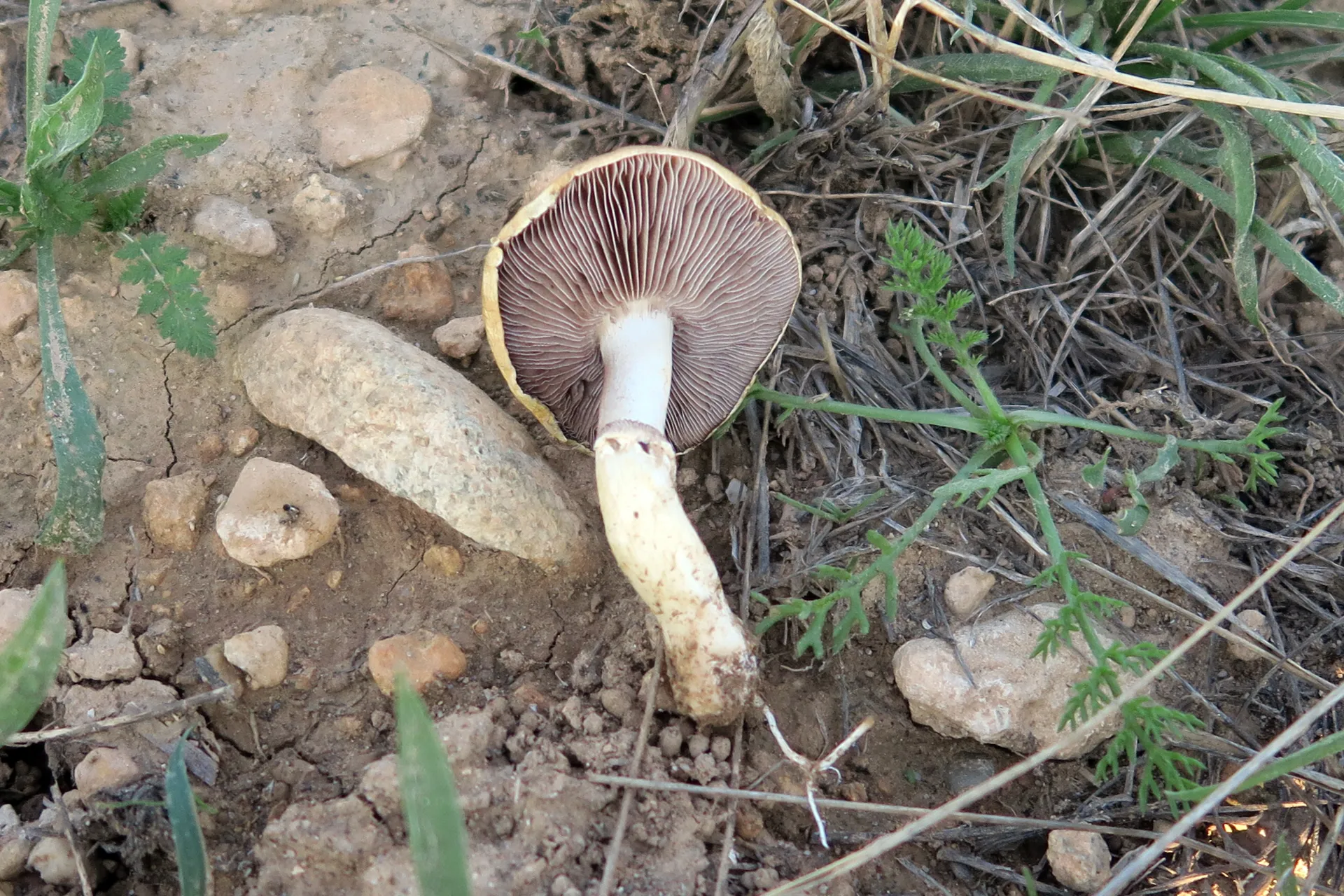 Psilocybe coronilla - 1
